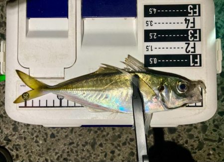 中アジ探しアジング