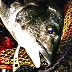 ヘチってきました