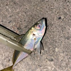 半年ぶりの釣行