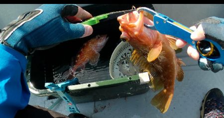 粘ってマダイゲット！一つテンヤ