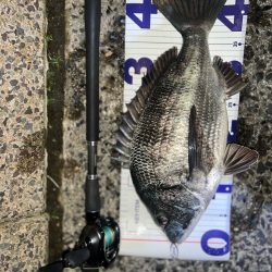 ノッコミチヌ!!