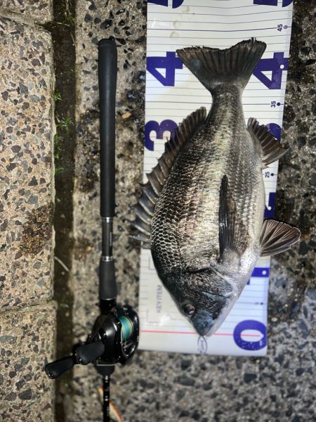 ノッコミチヌ!!