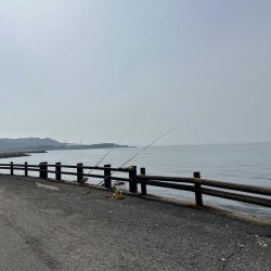 戻りカレイ(花見カレイ)