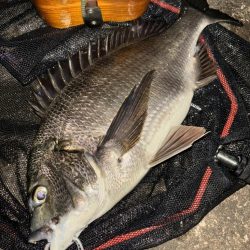 ヘチってきました