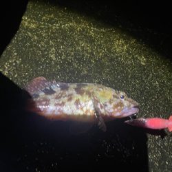 ホタルイカパターン