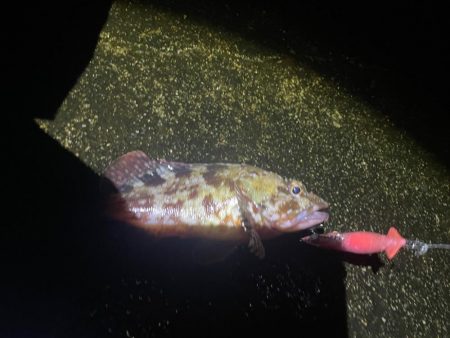 ホタルイカパターン