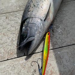 サクラマス無事開花