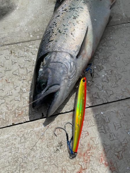 サクラマス無事開花