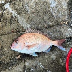 田辺の沖磯でカゴ釣り