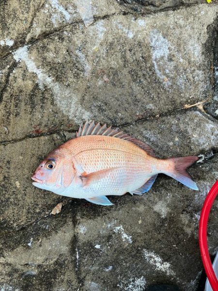 田辺の沖磯でカゴ釣り
