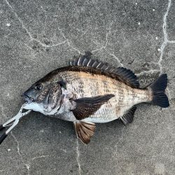 おチヌさんノッコミ中