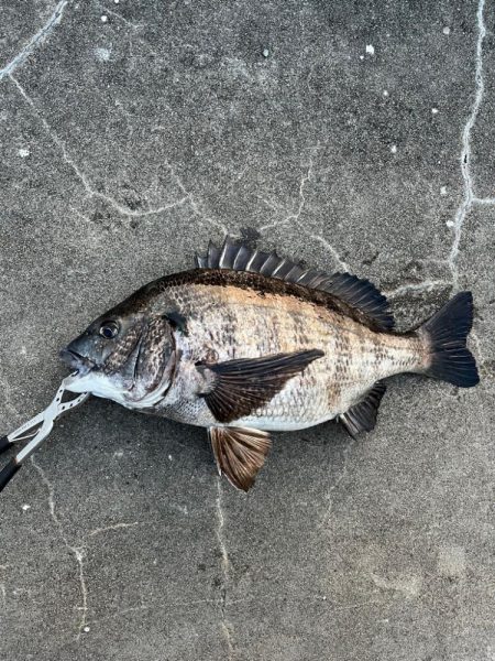 おチヌさんノッコミ中