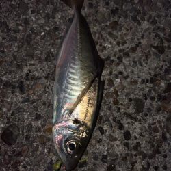 久しぶりのアジング