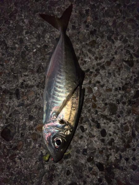 久しぶりのアジング