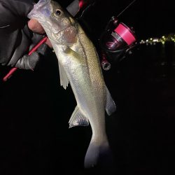 激渋アジング？