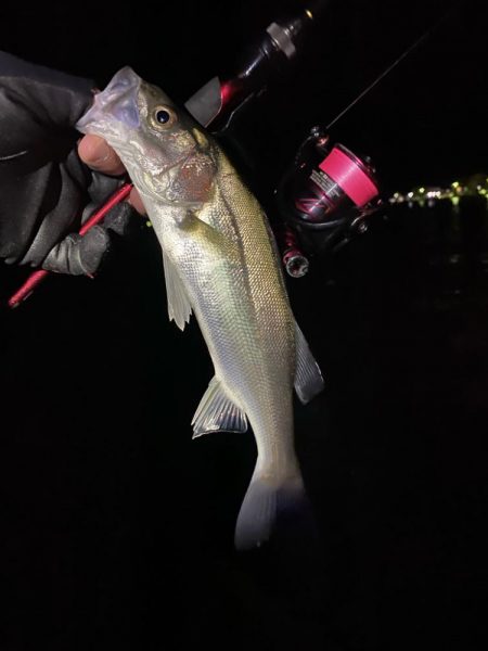 激渋アジング？