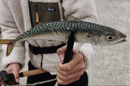 カマスにアジ爆釣‼︎良型サバも