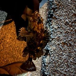 まだまだ極寒ライトゲーム