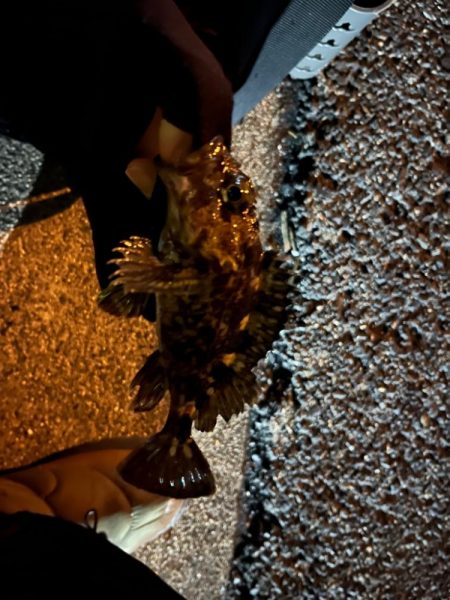 まだまだ極寒ライトゲーム