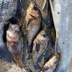 チヌのノッコミ始まりました!