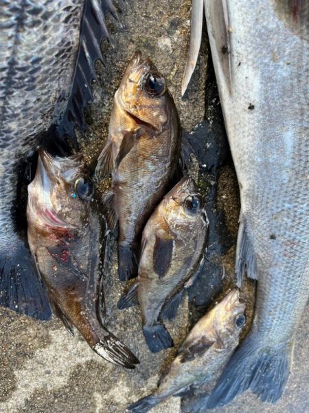 チヌのノッコミ始まりました!