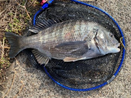 今日も今日とてチニング