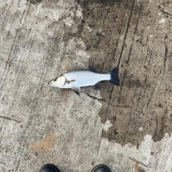 サワラまであと少し😩