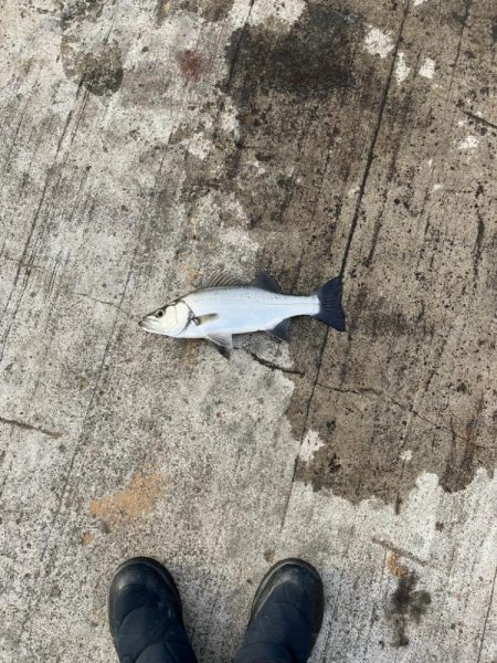 サワラまであと少し😩