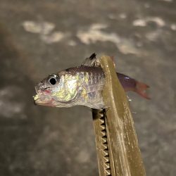 まだまだ寒い、豆アジング