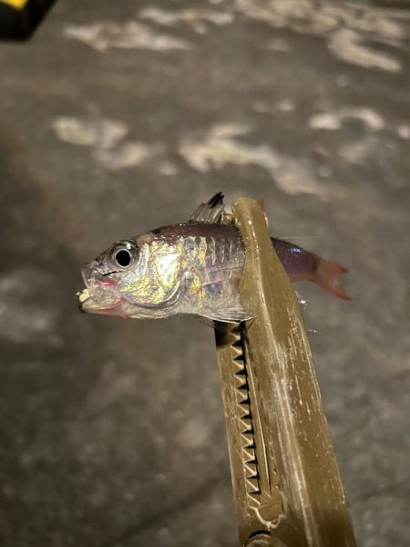 まだまだ寒い、豆アジング