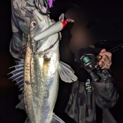 ボートシーバスふ