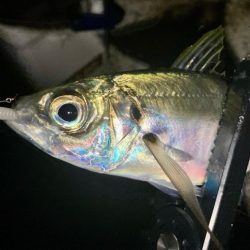 再チャレンジ中アジ探し