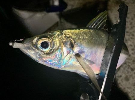 再チャレンジ中アジ探し