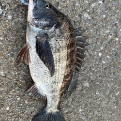 久しぶりのセイゴ！チヌも好調です