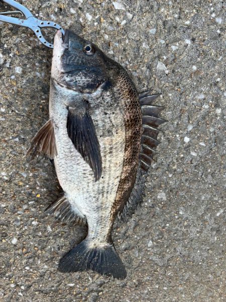 久しぶりのセイゴ！チヌも好調です
