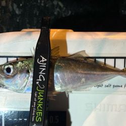 近所でアジ探し！