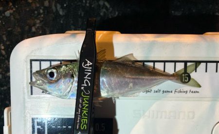 近所でアジ探し！