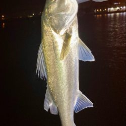 アジング&メバリング