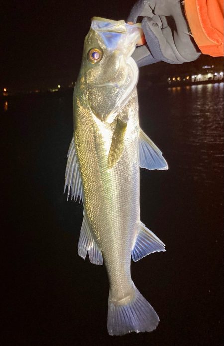 アジング&メバリング