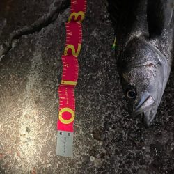 乗ってる春シーバス★ランカーget！