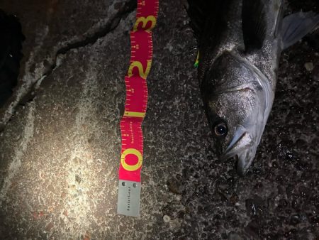 乗ってる春シーバス★ランカーget！