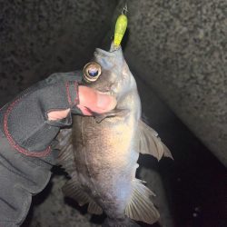 メバル　プラッキング