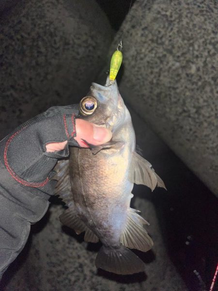 メバル　プラッキング