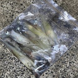 ヤリイカの新規ポイント開拓！渋いなりにボチボチ釣れた！！