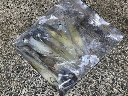 ヤリイカの新規ポイント開拓！渋いなりにボチボチ釣れた！！