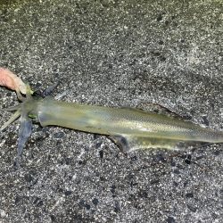 数は少ないけどオスメインで釣った感抜群！