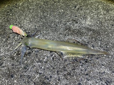 数は少ないけどオスメインで釣った感抜群！