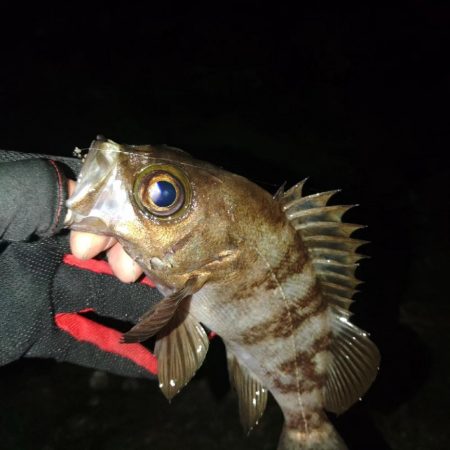 (尺アジ)フロートゲーム。