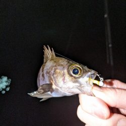 久しぶりにメバリング