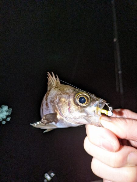 久しぶりにメバリング